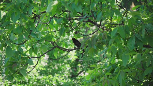Blackbird on a branch with green leafs