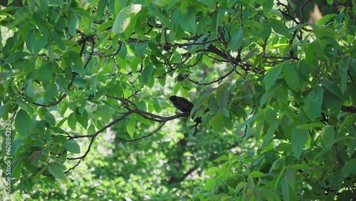 Blackbird on a branch with green leafs