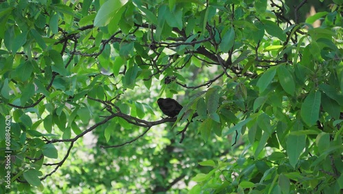 Blackbird on a branch