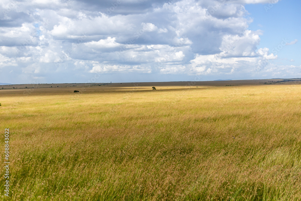 Landscape of Masai Mara National Reserve, Kenya Landscape of Masai Mara National Reserve, Kenya