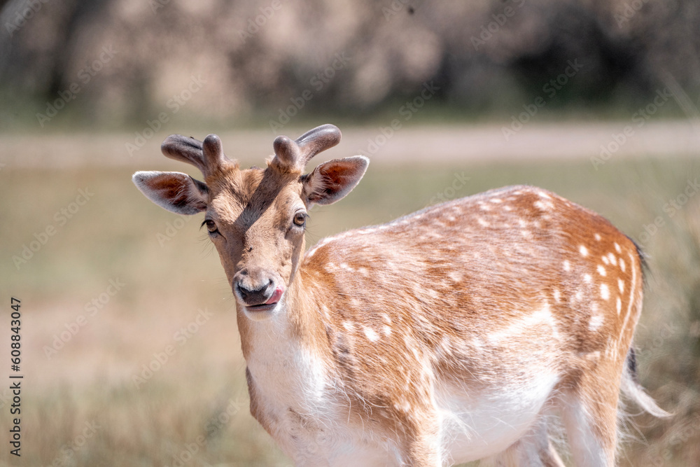 fallow deer in nature arrea in The Netherland in beautiful sunny weather fallow deer in nature arrea in The Netherland in beautiful sunny weather