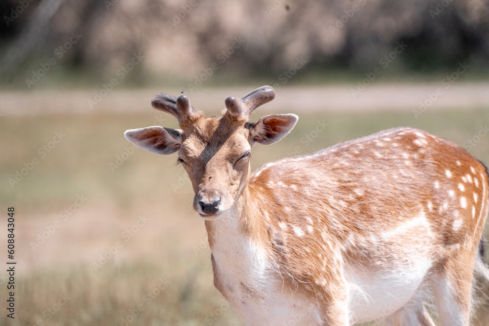 fallow deer in nature arrea in The Netherland in beautiful sunny weather fallow deer in nature arrea in The Netherland in beautiful sunny weather
