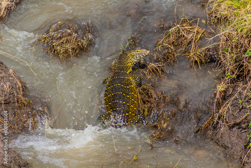 Photography Nile Monitor (Varanus niloticus) in Masai Mara National Reserve, Kenya