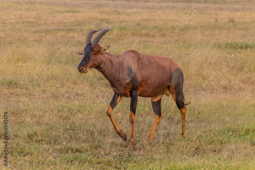 Topi (Damaliscus lunatus) in Masai Mara National Reserve, Kenya