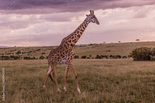 Giraffe in Masai Mara National Reserve, Kenya