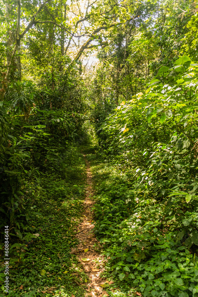 Obraz premium Hiking trail in Kakamega Forest Reserve, Kenya