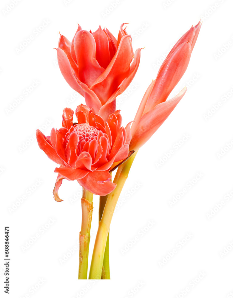 Torch ginger isolated on white background. Ginger flower, red ginger