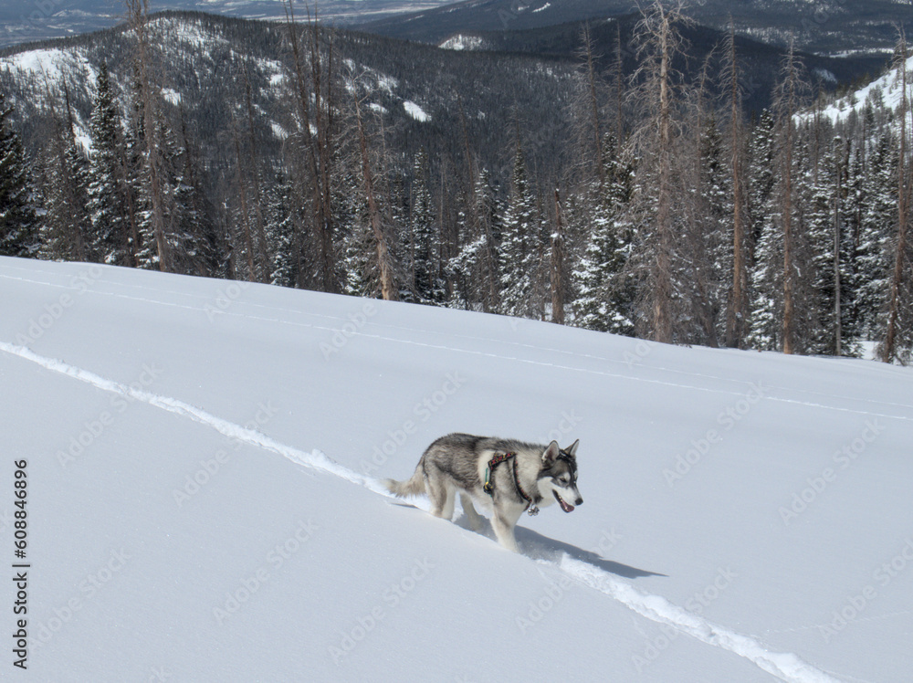 Husky marching across alpine snowfield Husky marching across alpine snowfield