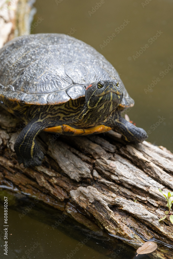 Obraz premium Close up view of a red-eared slider turtle