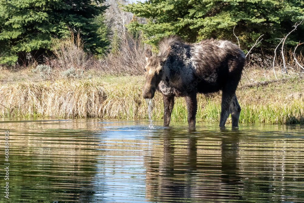 Moose Portrait in the Tetons of Wyoming Moose Portrait in the Tetons of Wyoming