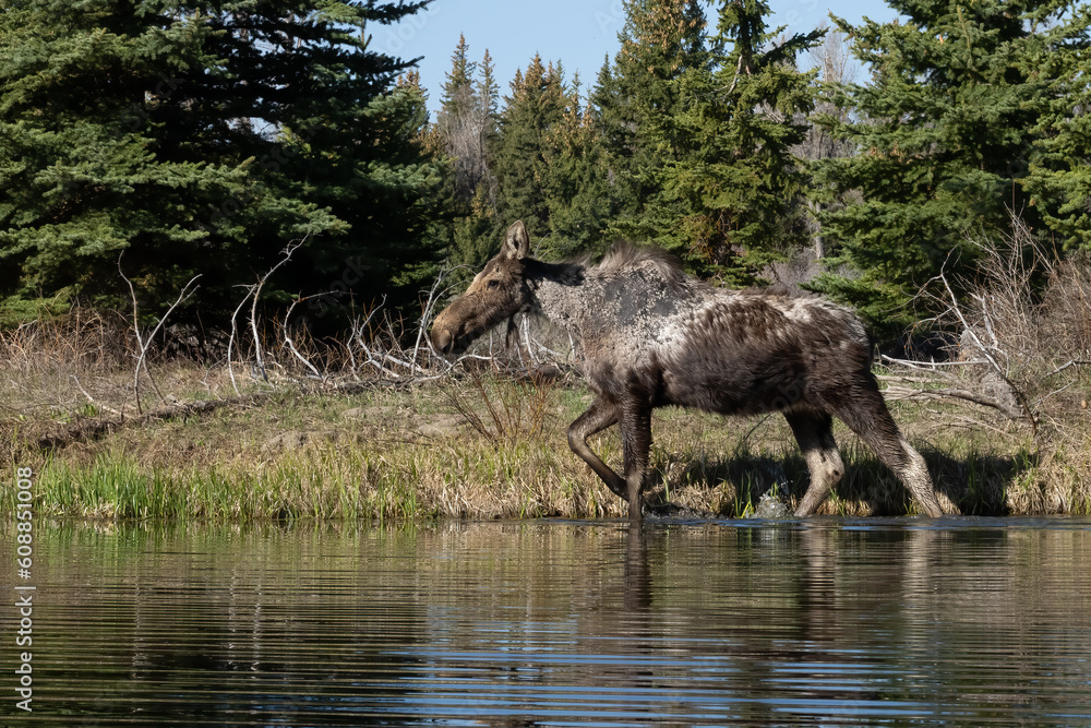 Fototapeta premium Moose Portrait in the Tetons of Wyoming