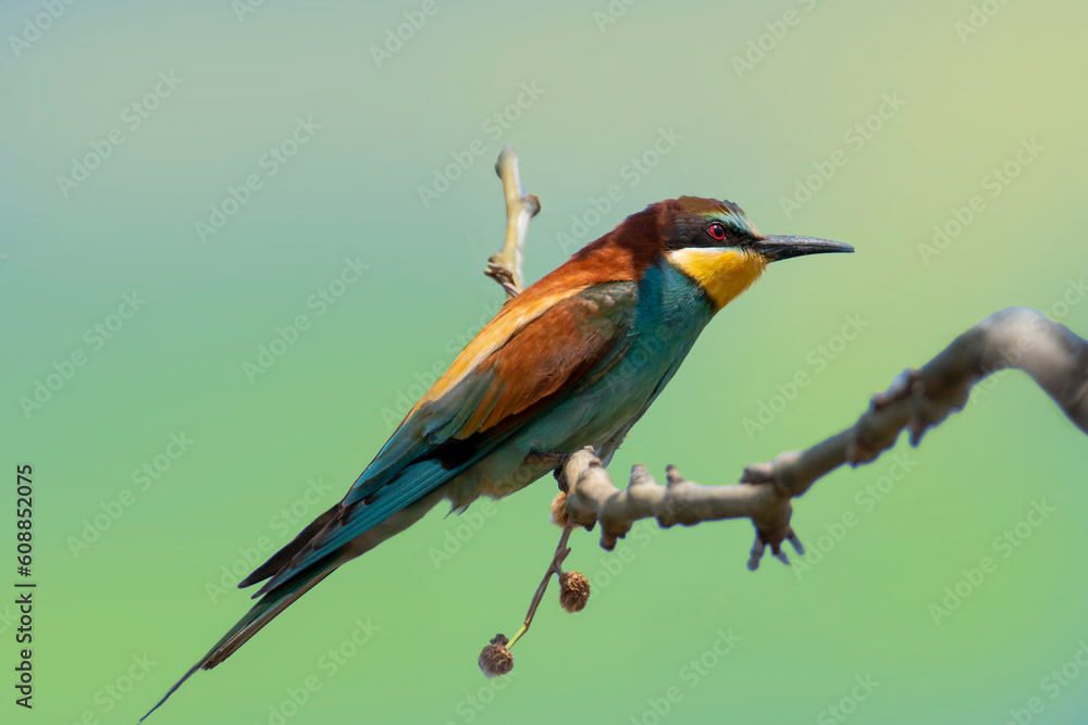 A multicolored European bee-eater resting on a plane tree branch near its nest. Merops apiastrer. Migratory birds.