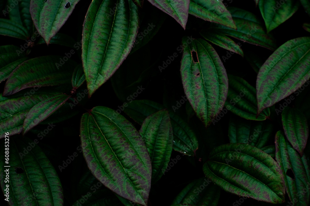 close up of green leaves close up of green leaves