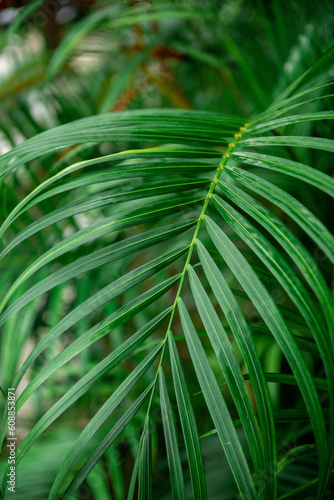 Close up of a large lush green palm leaf © Aafia