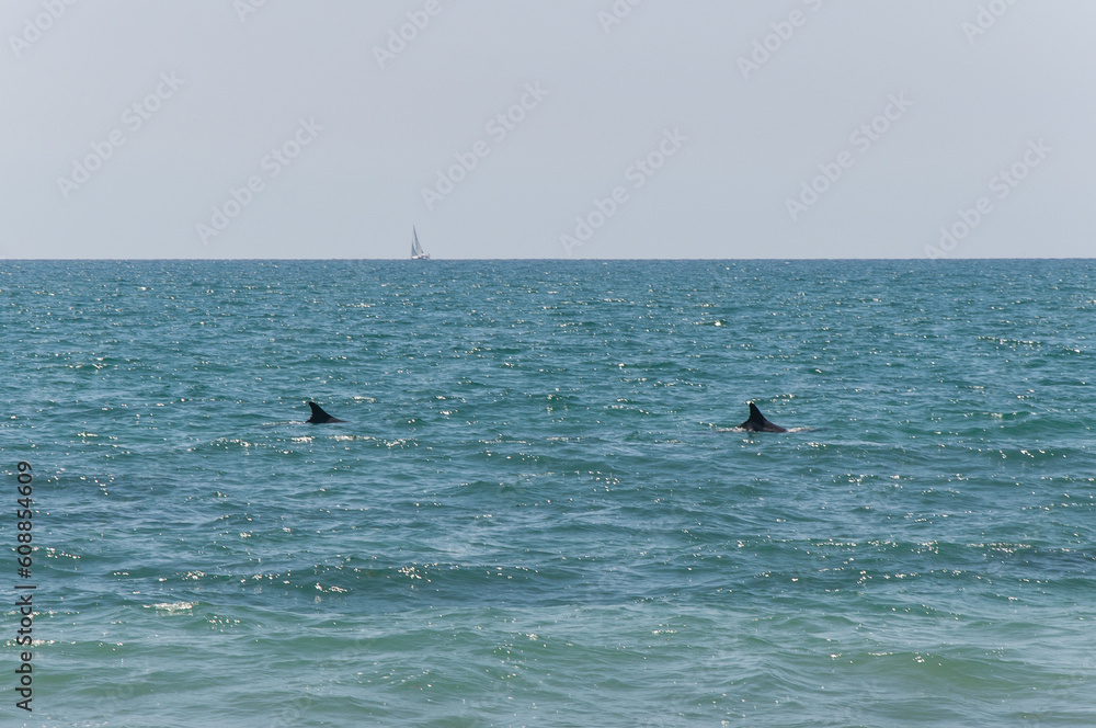 Fins of two dolphins and a sailboat in the ocean