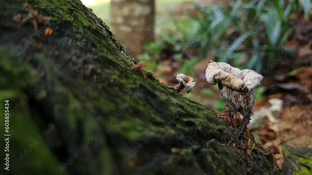 moss on tree moss on tree