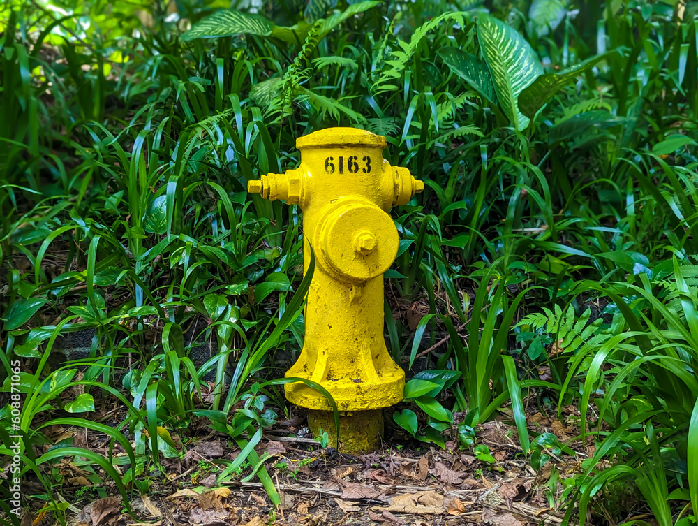Fire hydrant surrounded by green leaves Fire hydrant surrounded by green leaves
