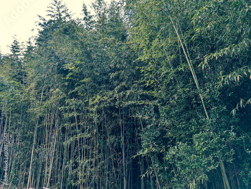 straight bamboo grove