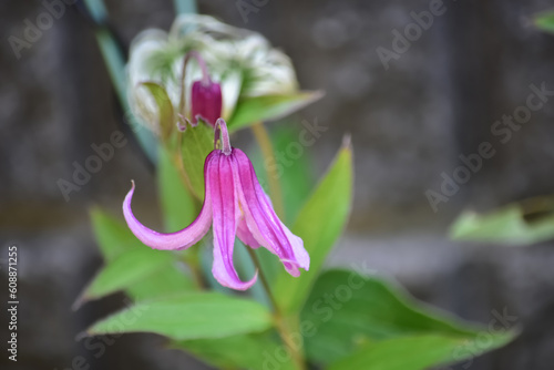 クレマチス・ワレンバーグ（ワーレンブルグ）は シックな赤紫色でやや下向きに花が咲きます。
