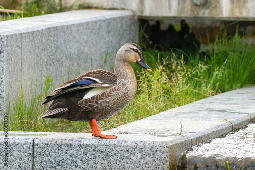 親ガモと子ガモが人工池で暮らしている風景 Scenery of parent duck and duckling living in an artificial pond.  photo