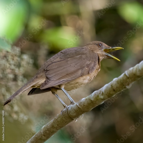 Wallpaper Mural Clay colored thrush on a branch Torontodigital.ca