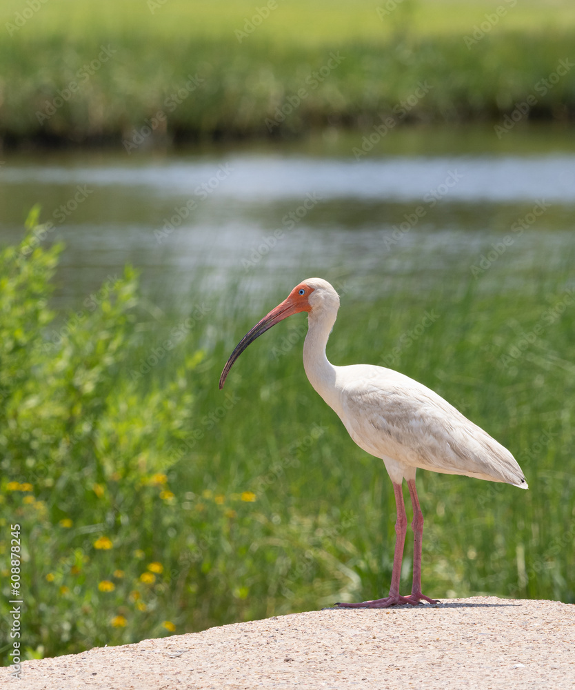 Obraz premium American White Ibis Standing in Profile with Marsh in the Background