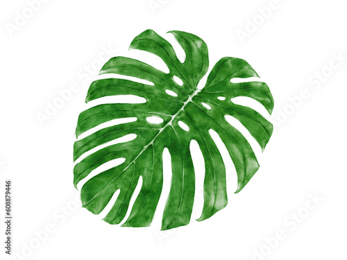 Monstera deliciosa leaf watercolor, Top view painting decoration art