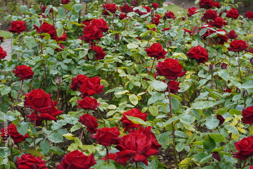Rosas photo