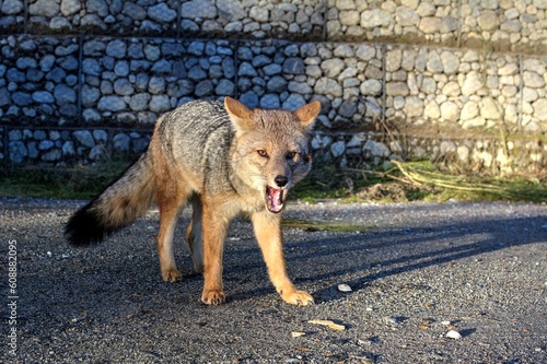 Photo of a gray fox walking across a street next to a stone wall in Argentina