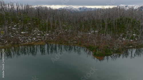 Aerial Tilt Up View Of Cordón Caulle volcanic complex Covered With dead Forest Tree Landscape. Dolly Forward photo