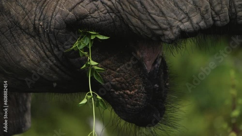 Extreme close-up of elephant using trunk to shove vegetation into its mouth photo