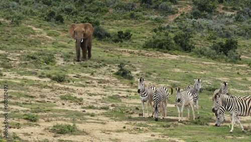 Elephant slowly walks toward dazzle of zebras, Addo national elephant park