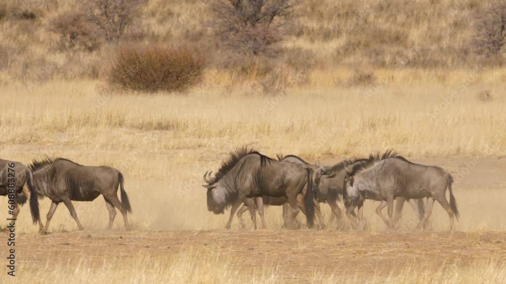 A herd of blue wildebeest walks calmly through the arid kalahari in africa A herd of blue wildebeest walks calmly through the arid kalahari in africa