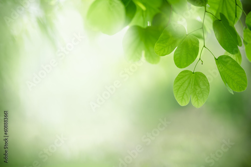 Nature of green leaf in garden at summer. Natural green leaves plants using as spring background cover page greenery environment ecology lime green wallpaper