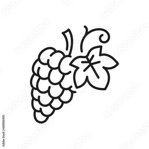 Grape berries with leaf isolated line icon. Vector grapes bunch, wine ingredient, vegetarian food dessert, sweet summer berries, muscat cardinal cluster