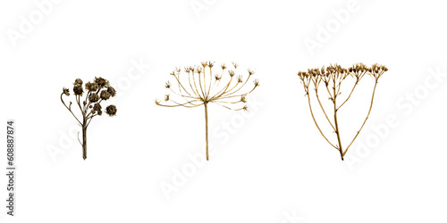 watercolor drawing dryed plants , umbellifer flowers isolated at white background, natural elements, hand drawn botanical illustration
