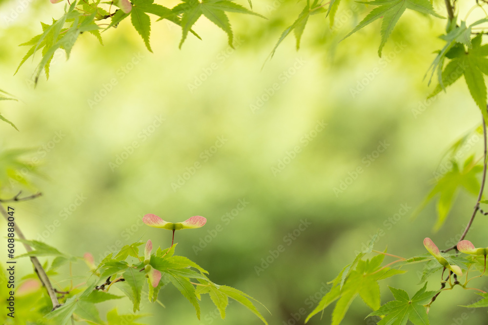 カエデ,もみじ,プロペラ,翼果, カエデ,もみじ,プロペラ,翼果,
