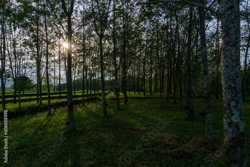 Beautiful morning view indonesia Panorama Landscape paddy fields with beauty color and sky natural light