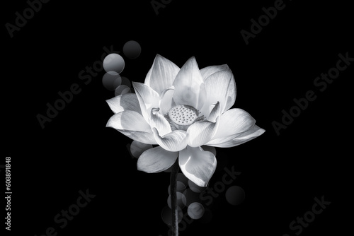 Lotus flower beautiful blossom in monochrome