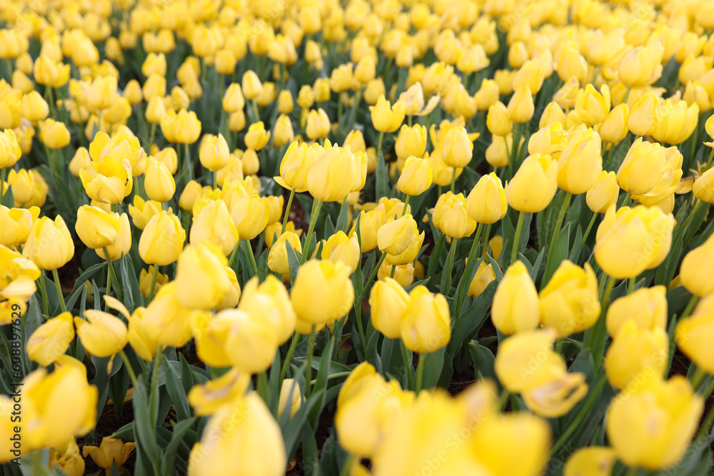 Yellow tulip flowers blooming on flowerbed in garden Yellow tulip flowers blooming on flowerbed in garden