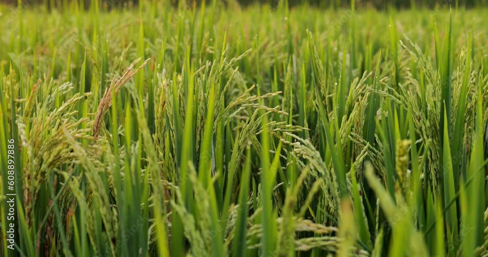 Beautiful closeup of rice field at dim evening light, focus on grains surround with green grass. Staple food of Indonesia, shot taken at plantations in central Bali, north of Ubud town Beautiful closeup of rice field at dim evening light, focus on grains surround with green grass. Staple food of Indonesia, shot taken at plantations in central Bali, north of Ubud town