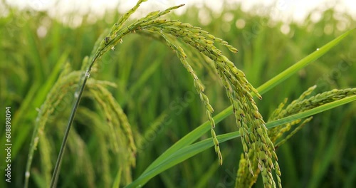 Beautiful rice panicle with unripe green grains, close up view, blurred green field on background. Good condition of the future crop in Bali, but an insect pest is visible on left side of the cluster
