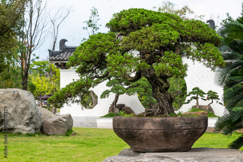 Bonsai trees against white wall in Yi Yuan Yuan Lin Bo Wu Guan Park, Chengdu, Sichuan province, China