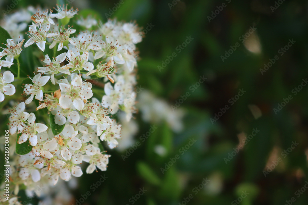 Close-up of Pyracantha or Firethorn bush with many white flowers with copy space Close-up of Pyracantha or Firethorn bush with many white flowers with copy space