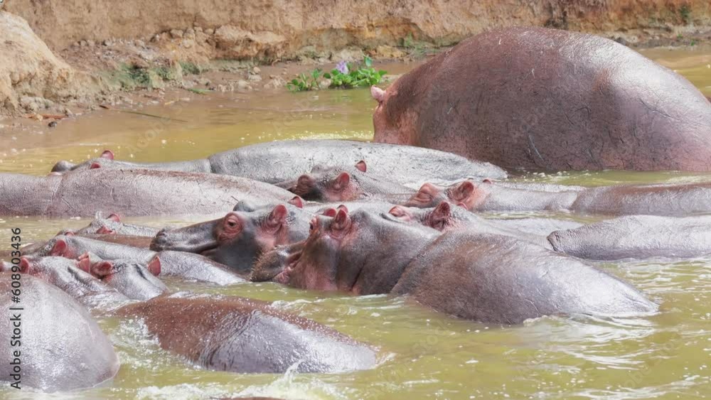 Pod Of Hippopotamus In The River At Queen Elizabeth National Park In Uganda. - handheld Pod Of Hippopotamus In The River At Queen Elizabeth National Park In Uganda. - handheld