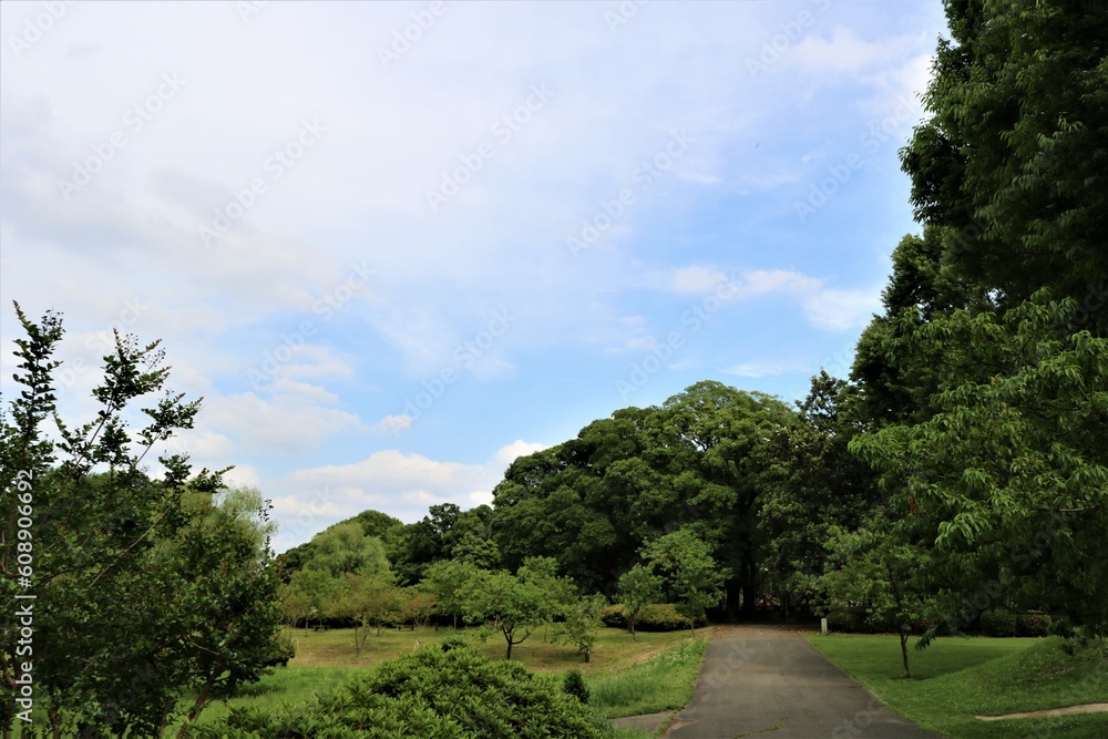 新緑と青空　道　