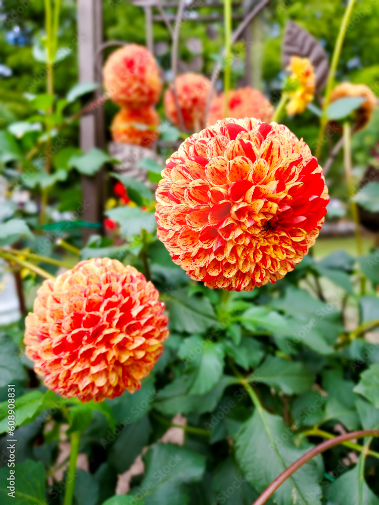 Beautiful and bright orange dahlias in the park. Beautiful and bright orange dahlias in the park.