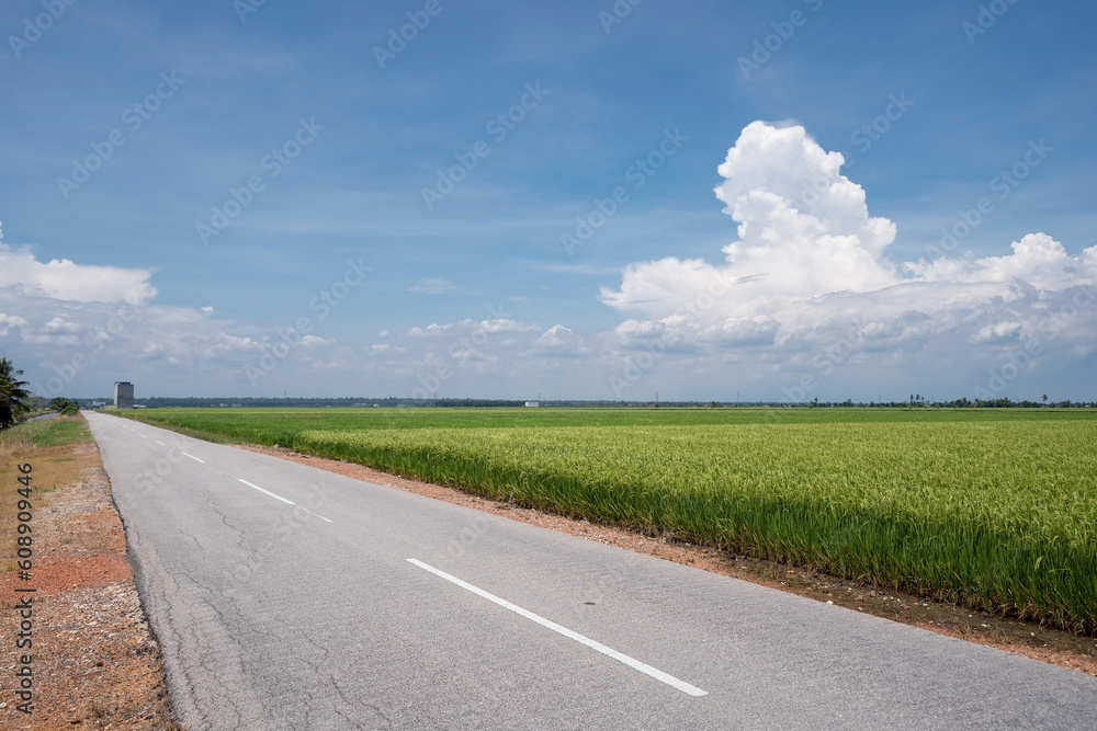 Paddy field beside tar road with blue sky background