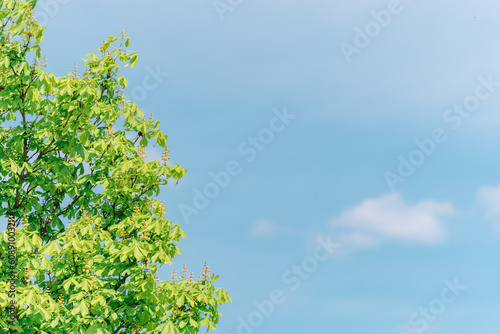Refreshing green leaves and blue sky