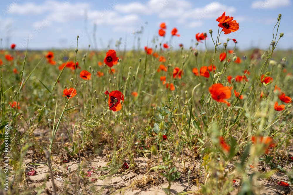 Wild poppies of the Chuy Valley. Southern Kazakhstan, in the northern part of the Tian Shan.